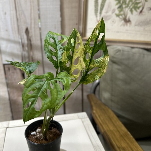 極斑 マドカズラ 斑入り 4号鉢 極斑 マドカズラ 斑入り 4号鉢