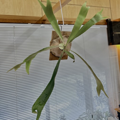 観葉植物　プラティセリウム ホワイトホーク スポア P.White hawk spore 板付(現品)　レア 希少種 珍しい 室内園芸 オシャレ カワイイ 可愛い