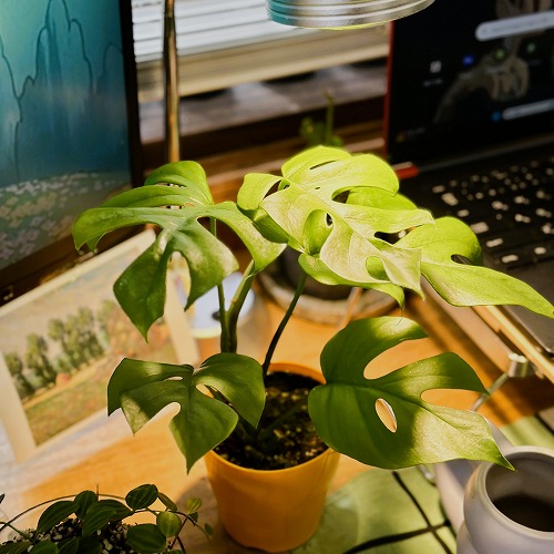 楽天市場】観葉植物 モンステラ バールマルクス フレーム 5号