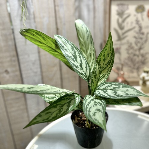 楽天市場】アグラオネマ ピクタム トリカラー エウレカ 3〜3.5号ポット