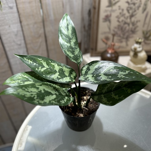 楽天市場】アンスリウム sp. ハイブリッド(斑入り) 4号 タイプA(個体