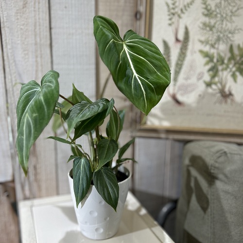 現品】アンスリューム・ ビタルフォリアム 7号 G3番 観葉植物