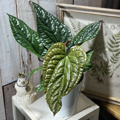 アンスリウム　ハイブリッド　【斑入り】 園芸ネット本店｜アンスリウム：ハイブリット（斑入り）8号25-01 の