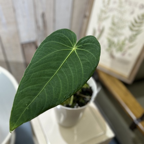 楽天市場】【観葉植物】アンスリウム インシグネ Anthurium insigne 3