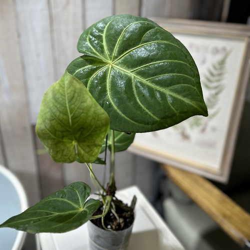楽天市場】観葉植物 アンスリウム ウェンドリンゲリー 3.5号吊り