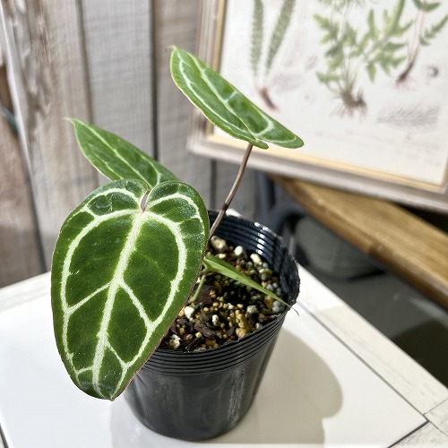 楽天市場】観葉植物 アンスリウム ジェンマニー 5号 鉢植え ジェンマニ