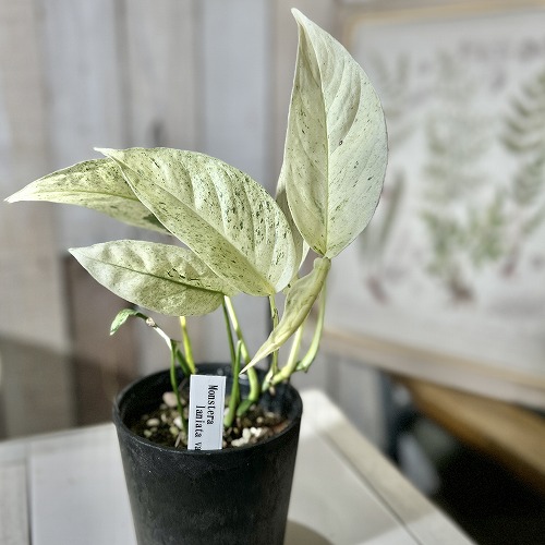 楽天市場】観葉植物 モンステラ バールマルクス フレーム 5号 楽天市場】観葉植物 モンステラ バールマルクス フレーム 5号