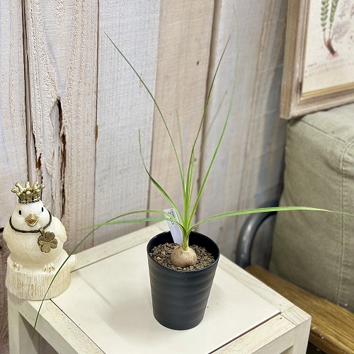 蟻植物　レカノプテリス　シヌオサ　sinuosa 3.5号　吊り鉢 蟻植物 レカノプテリス シヌオサ sinuosa 3.5号 吊り鉢 - メルカリ