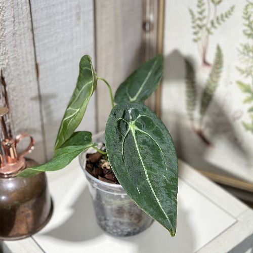 楽天市場】観葉植物 アンスリウム ウェンドリンゲリー 3.5号吊り鉢