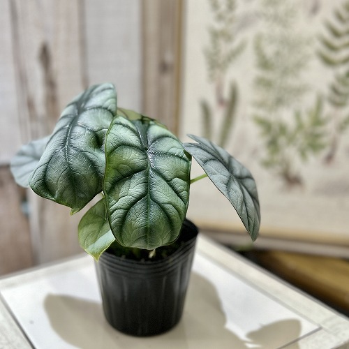 楽天市場】観葉植物 フィロデンドロン アタバポエンセ 6号吊り鉢