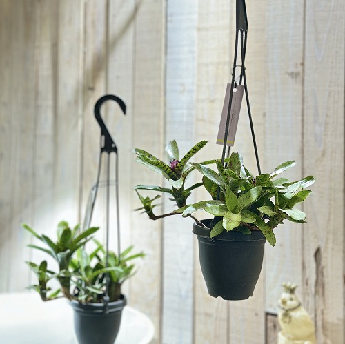 楽天市場】おしゃれ 着生植物 観葉植物：ネオレゲリア ファイヤー