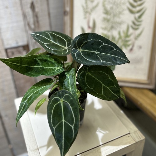 楽天市場】観葉植物 アンスリウム ウェンドリンゲリー 3.5号吊り