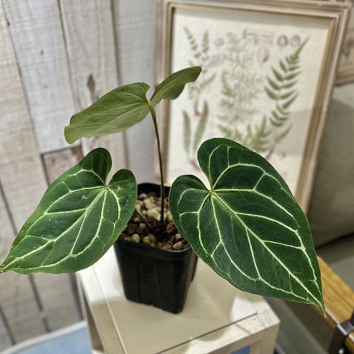 アンスリウム ビッタリフォリウム ６号鉢　② 楽天市場】観葉植物/アンスリウム：ビッタリフォリウム 4号吊り