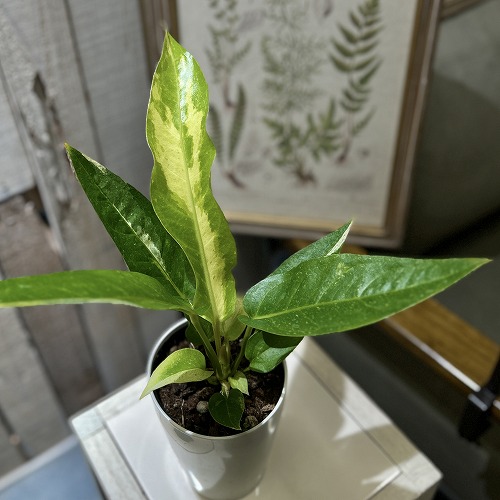 楽天市場】観葉植物 アンスリウム ジェンマニー 3.5号(個体おまかせ1鉢