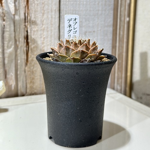 多肉植物　コノフィツム　大型パゲアエと品種不明　2点 楽天市場】多肉植物 コノフィツム パゲアエ 大粒 2.5号鉢 観葉