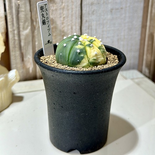 楽天市場】サボテン：アストロフィツム 瑠璃兜丸錦*幅5cm 現品！一品