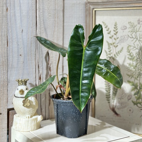 楽天市場】観葉植物 フィロデンドロン アタバポエンセ 6号吊り鉢