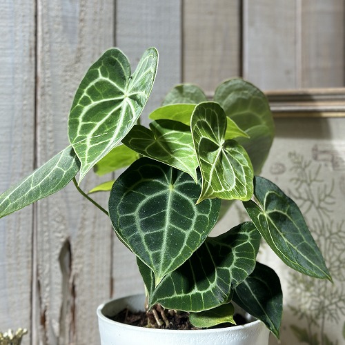 楽天市場】希少! 観葉植物 アンスリウム(アンスリューム) ベイチー 5号