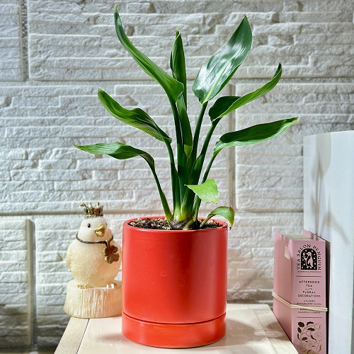 楽天市場】ストレリチア オーガスタ 観葉植物 3号ポット 苗 おしゃれ