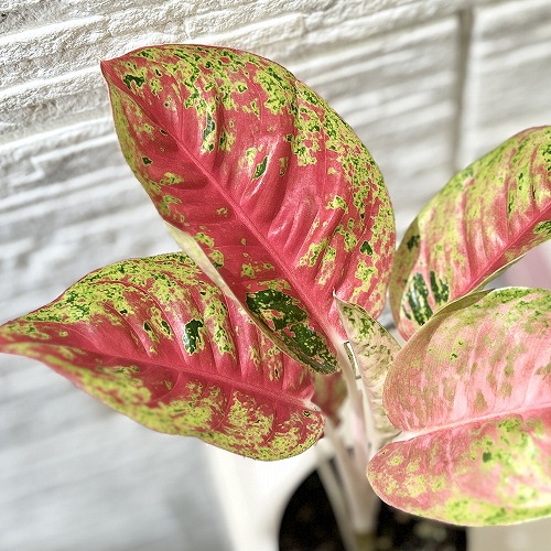 観葉植物　アグラオネマ マハセッティー 3.5号硬質ロングポット(現品)　インテリアグリーン 室内園芸 おしゃれ 可愛い かわいい