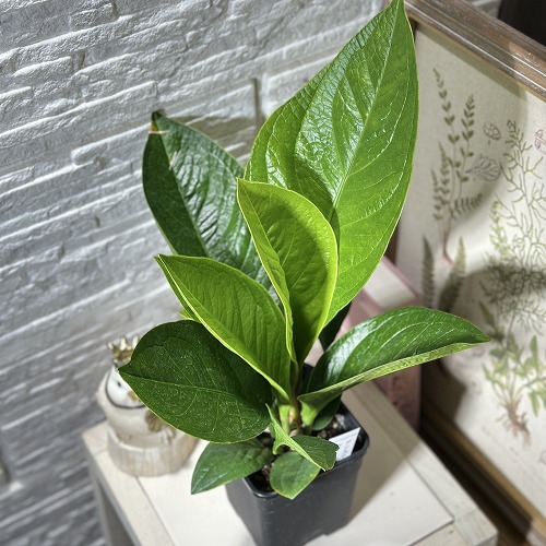 【✳︎】アンスリウム　クラリネルビウム　観葉植物　ハイドロカルチャー　希少品種 原種アンスリウム：クラリネルビウム 3号ハイドロカルチャー苗