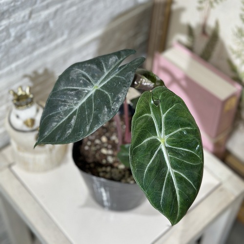 Alocasia dragon scale / アロカシア ドラゴンスケール② 斑入り】Alocasia dragon scale / アロカシア ドラゴンスケール