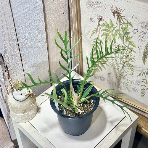 モスポール】フィロデンドロン69686 観葉植物 約100cm 支柱付き