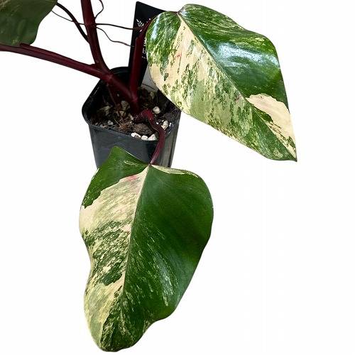 楽天市場】観葉植物 ラフィドフォラ ピナタ(斑入り) 4号吊り鉢(個体