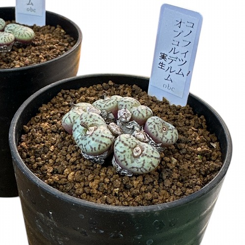 楽天市場】多肉植物 コノフィツム コンカブム 実生 2.5号鉢 観葉