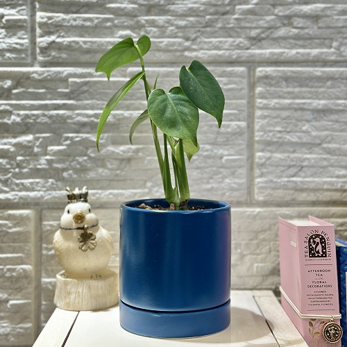 楽天市場】洋蘭 洋ラン パピリオナンセ テレス オリンピック