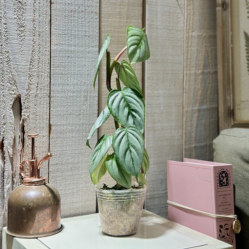 楽天市場】おしゃれ 観葉植物：フィロデンドロン コブラ*5号吊り
