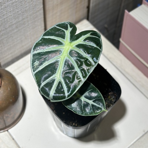 楽天市場】超お得セット！送料無料 アロカシア 5品種 おまかせセット