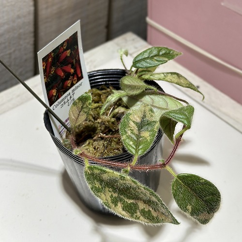 楽天市場】観葉植物 ラフィドフォラ ピナタ(斑入り) 4号吊り鉢(個体