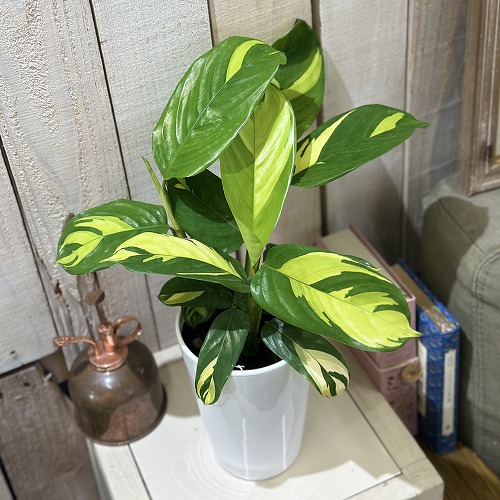 楽天市場】PLANCHU 観葉植物 クテナンテ セトサ 6号鉢 受け皿付き 育て