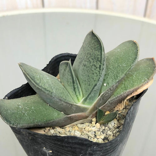 屁こきテリア Sp I 号 多肉植物 Hotjobsafrica Org