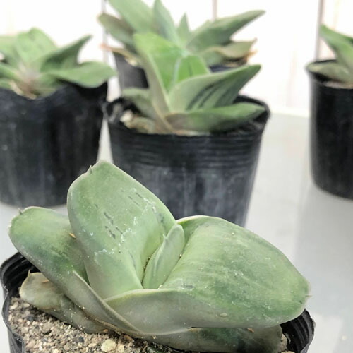楽天市場 ガステリア Sp J ２ ５号 多肉植物 ﾋﾞｻﾞｰﾙﾌﾟﾗﾝﾂ ｵｼｬﾚ ｶｯｺｲｲ ﾏﾆｱ ｌｅａｆｓ