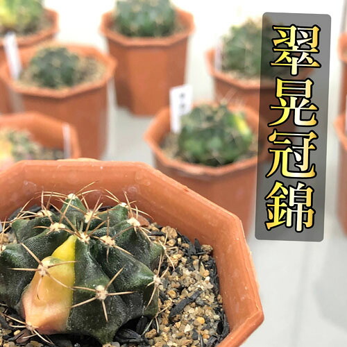 楽天市場 サボテン ギムノカリキウム 翠晃冠錦 ２号 多肉植物 ドライガーデン 斑入り カッコイイ マニア ｌｅａｆｓ