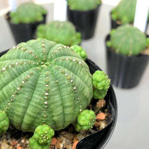 楽天市場】Euphorbia ユーフォルビア 亀甲オベサ 管理方法付き2号鉢