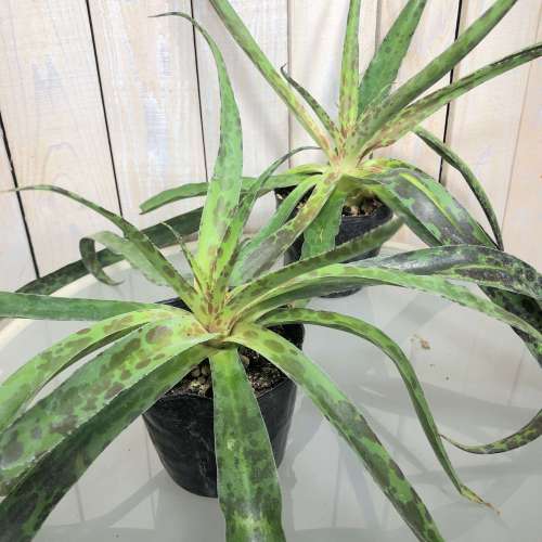 楽天市場 マンフレダ Sp A ３ ５号 観葉植物 ﾛｰﾒﾝﾃﾅﾝｽ 乾燥に強い 育てやすい ﾏﾆｱ ｌｅａｆｓ