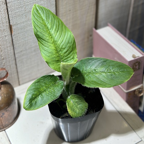 確認用　スキスマトグロッティスワリシー　斑入り 園芸ネット本店｜スキスマトグロッティス：ワリシー 5号鉢植え の通販