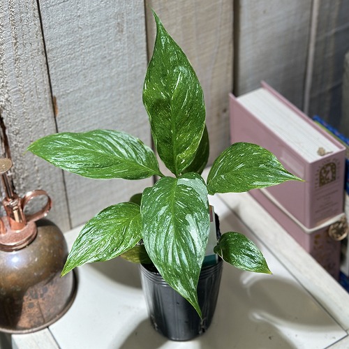 楽天市場】観葉植物 斑入り スパティフィラム センセーション 6号鉢