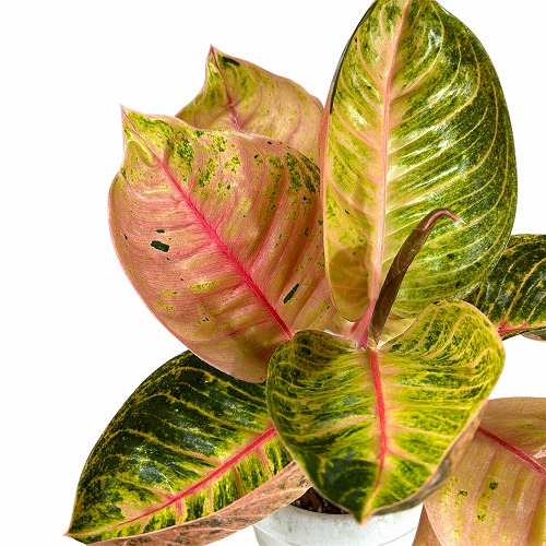 楽天市場】アグラオネマ スノーホワイト 8号 観葉植物 鉢植え 苗 苗木