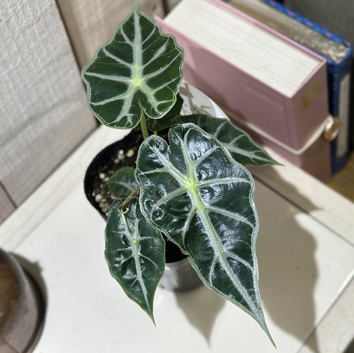 希少 アロカシア ジャックリン オーレア アロカシア ジャックリン/Alocasia jacklyn ※陶器鉢カバー付き