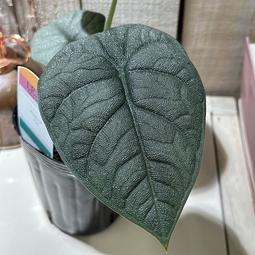楽天市場】アロカシア ドラゴンスケール バギンダ 観葉植物