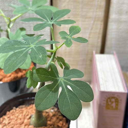 楽天市場】多肉植物 sdアデニア グラウカ 実生 多肉植物 塊根