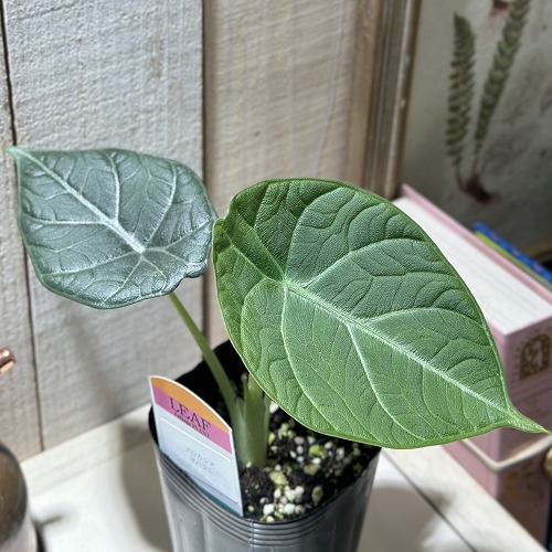 楽天市場】アロカシア アズラニー 観葉植物 珍しい品種 希少 3.5号