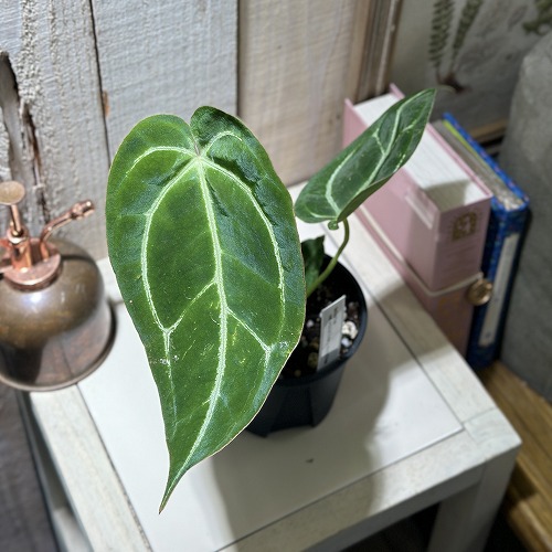 楽天市場】観葉植物 アンスリウム ビッタリフォリウム 7号吊り鉢