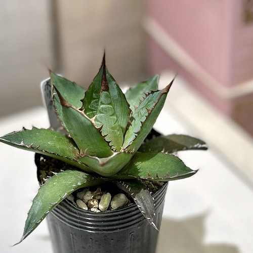 アガベ　ポタトラム　\"王妃雷神錦\" 親株１＋子株１３ アガベ・ポタトラム '王妃雷神錦' 白覆輪斑 1年前に親株から外し