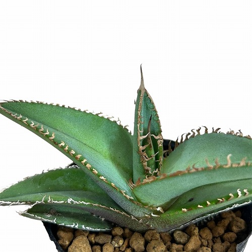 楽天市場】[お買い得]アガベ ポタトラム 王妃雷神 中斑子吹き