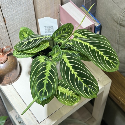 楽天市場】観葉植物 アロカシア マハラニ 3号(個体おまかせ1鉢